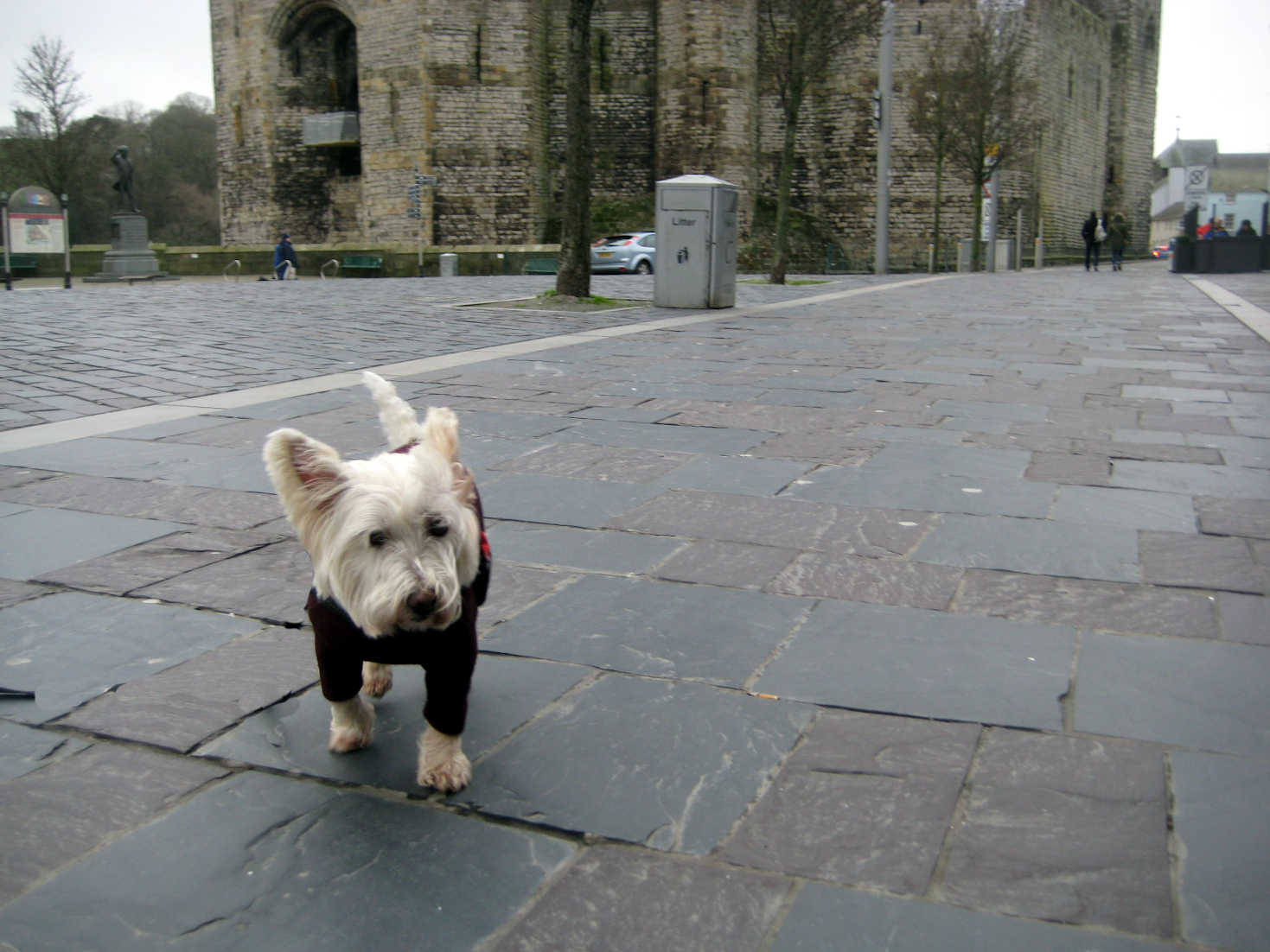 poppy the westie at Caernarfon