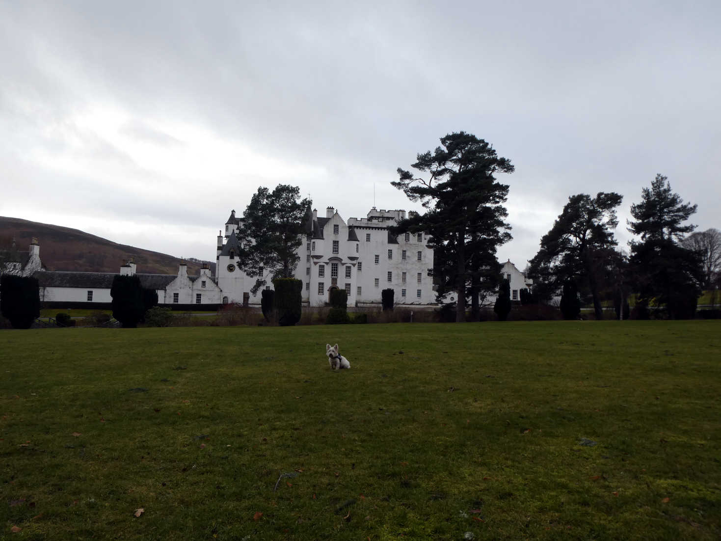 poppy the westie at blair atholl castle lawn