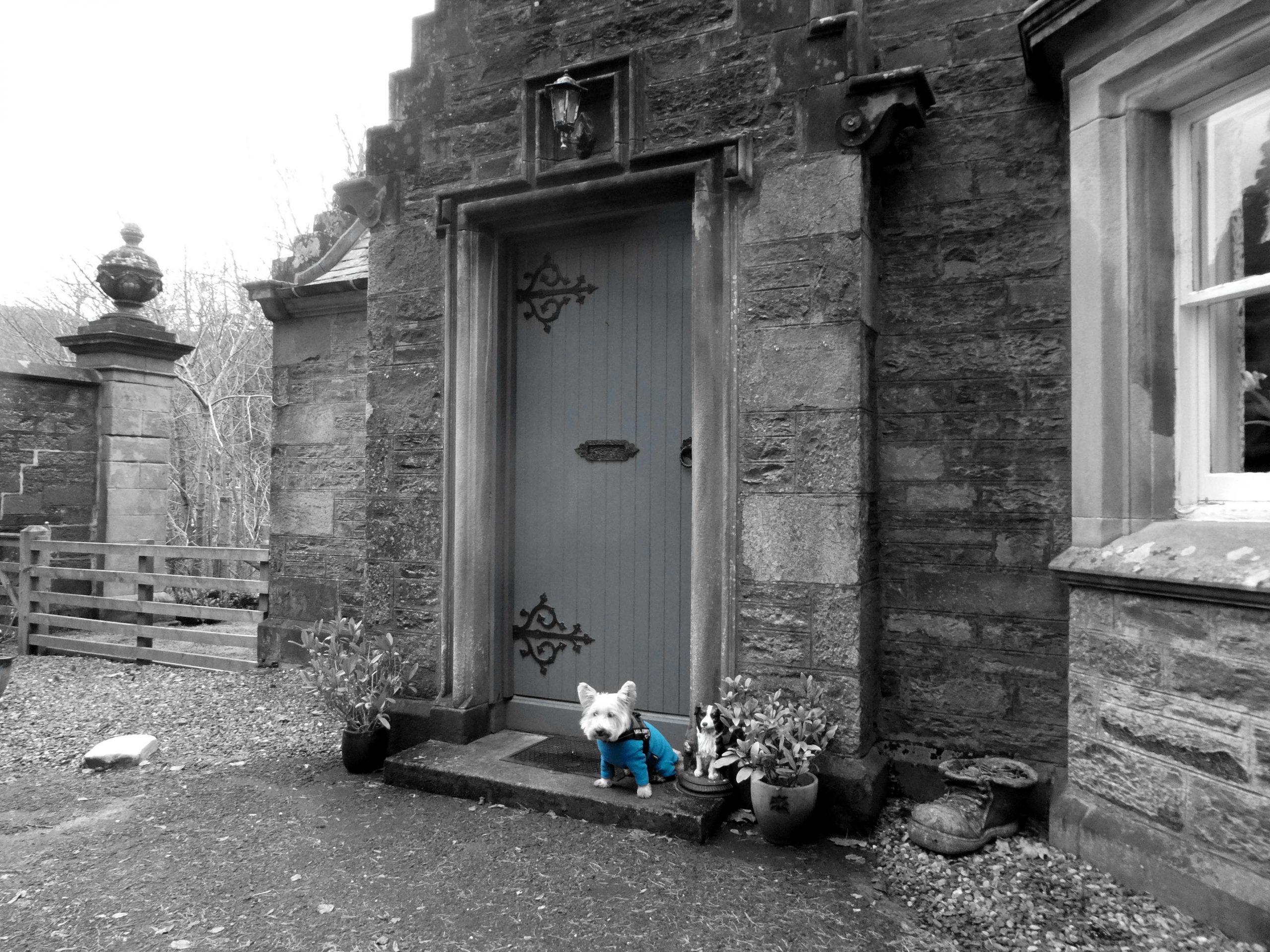 poppy the westie at gatehouse blair atholl