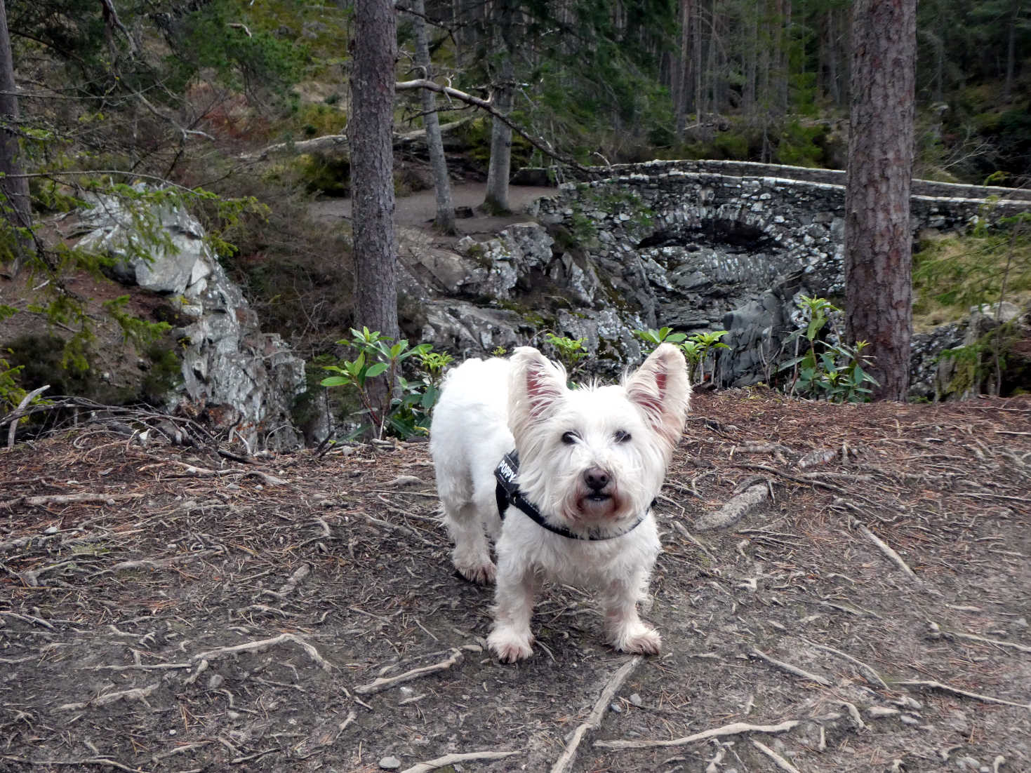 poppy the westie at the falls of bruar