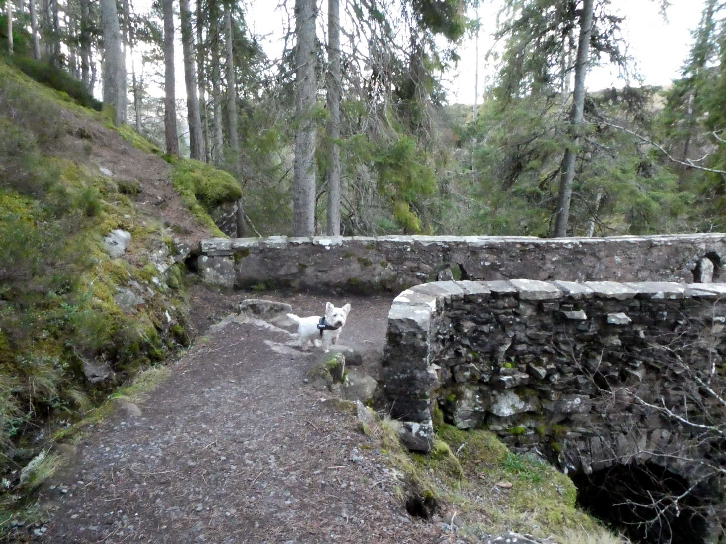 poppy the westie at upper falls of bruar