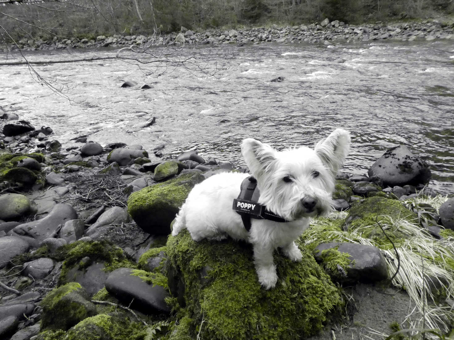 poppy the westie by river in blair atholl