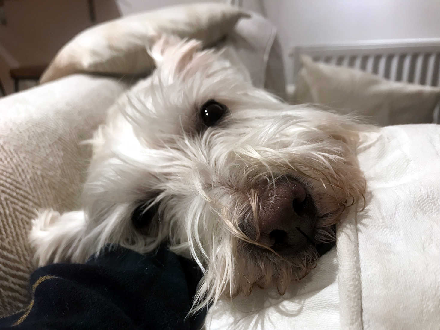 poppy the westie chilling at cottage in wales