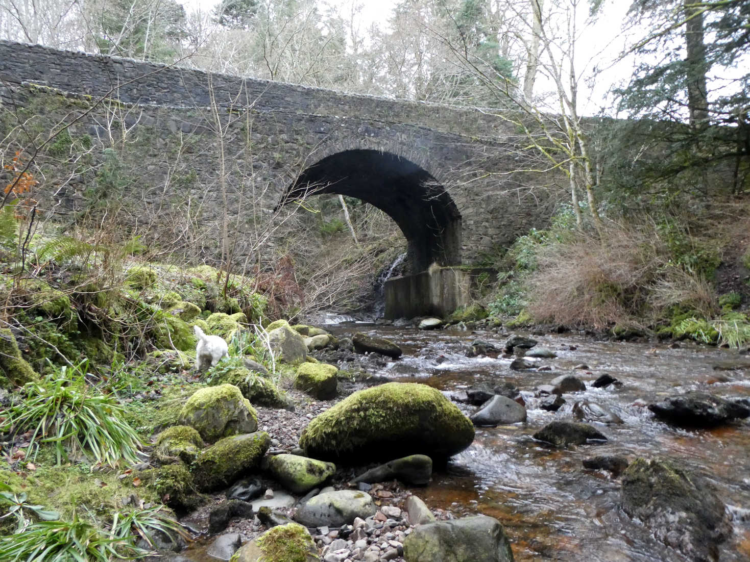 poppy the westie gets a drink at blair atholl