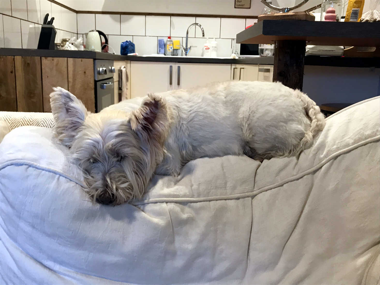 poppy the westie in cottage in wales