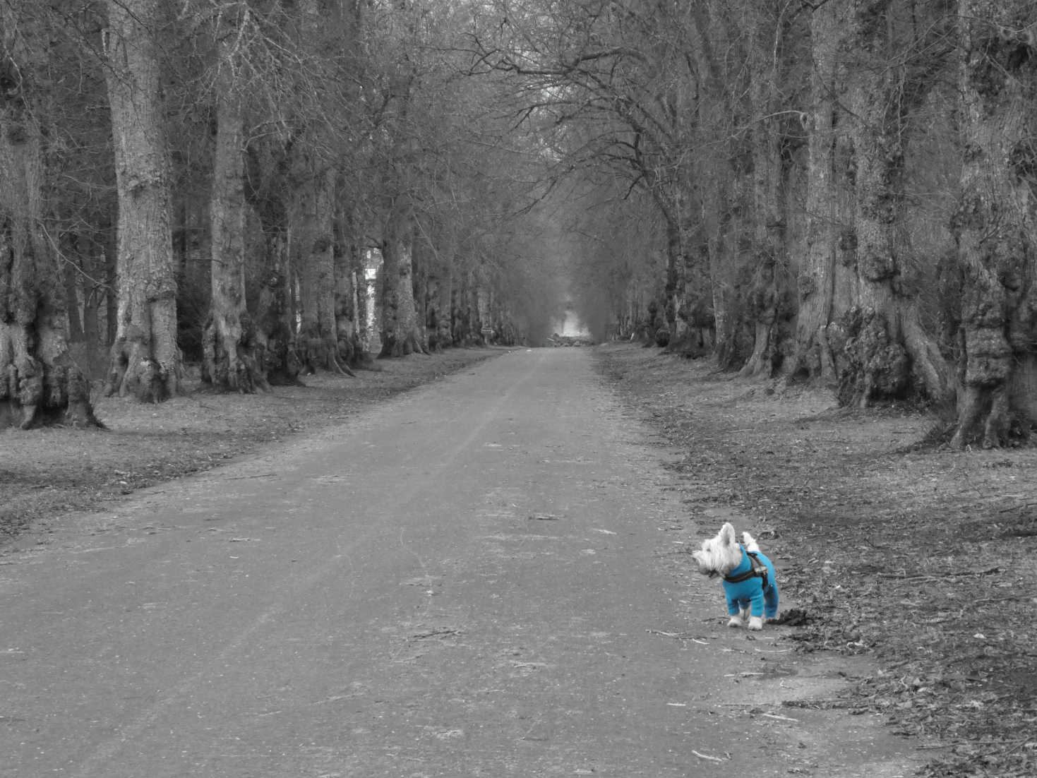 poppy the westie in road to blair atholl