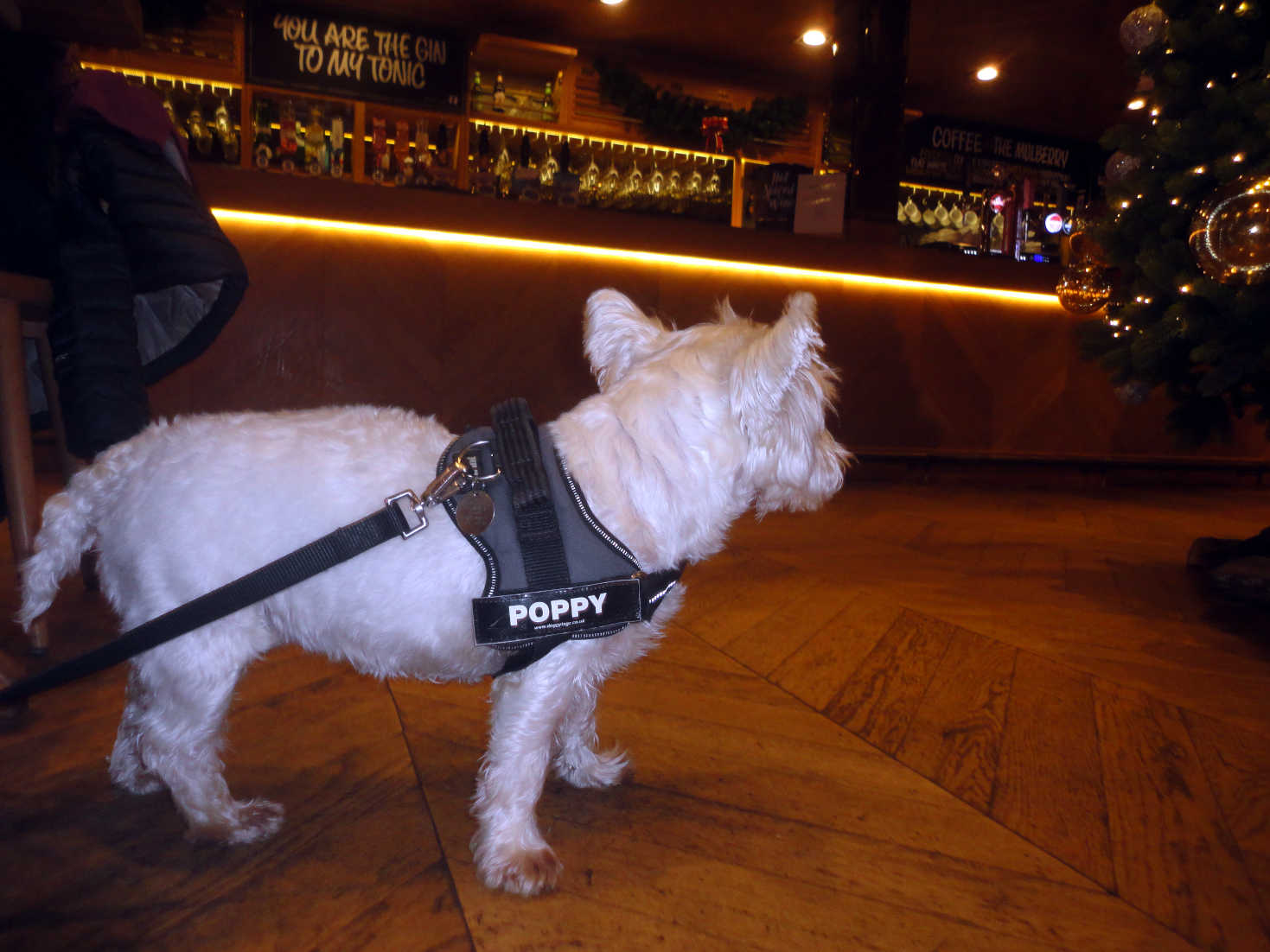 poppy the westie in the Mulberry at Conwy Marina