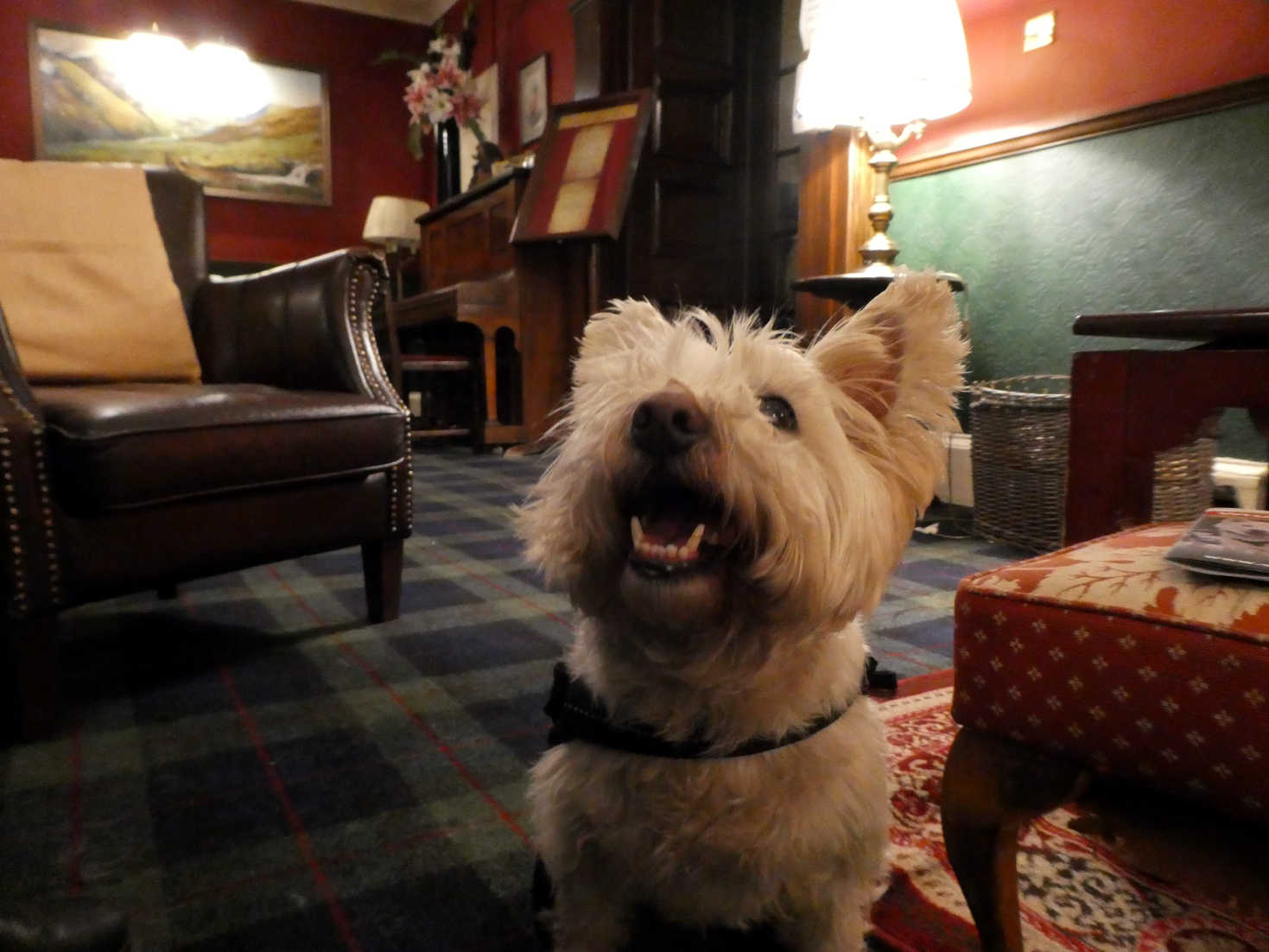 poppy the westie in the atholl arms