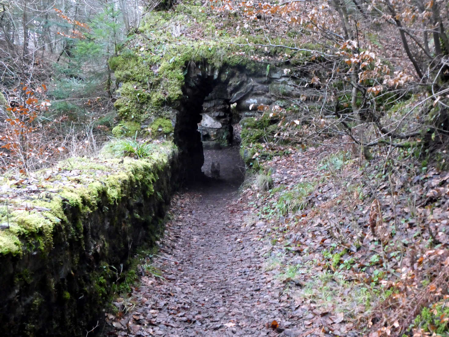 poppy the westie in the grotto at blair atholl