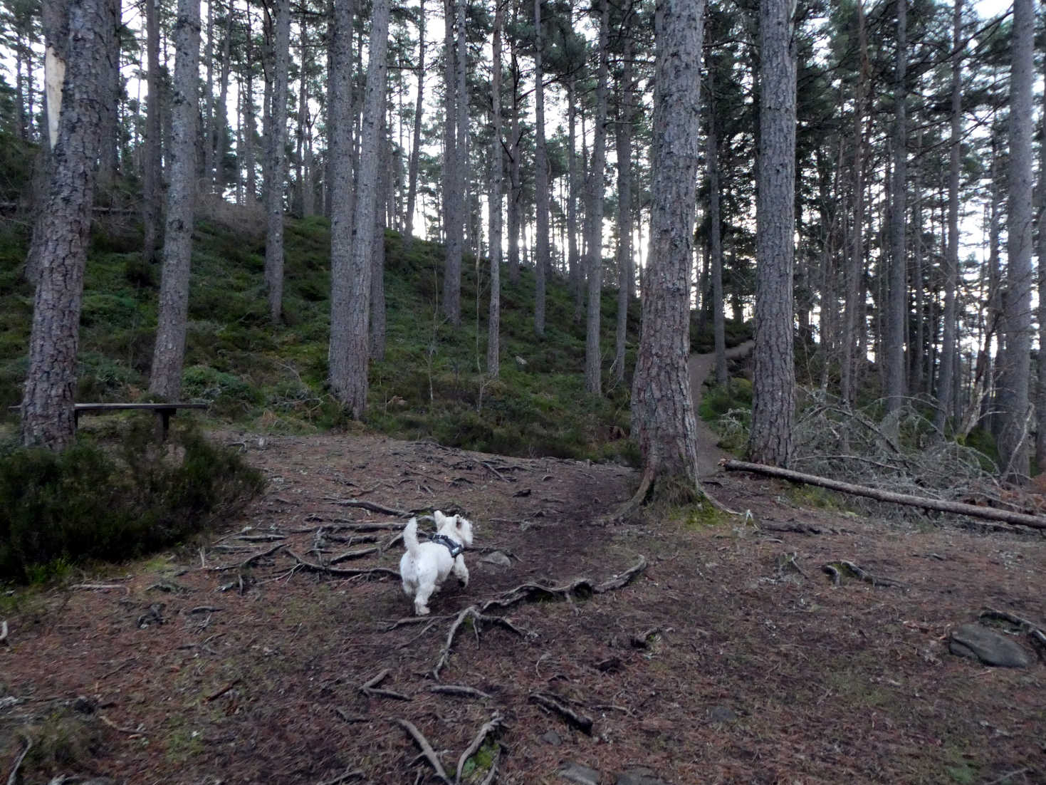 poppy the westie in woods at upper falls of bruar