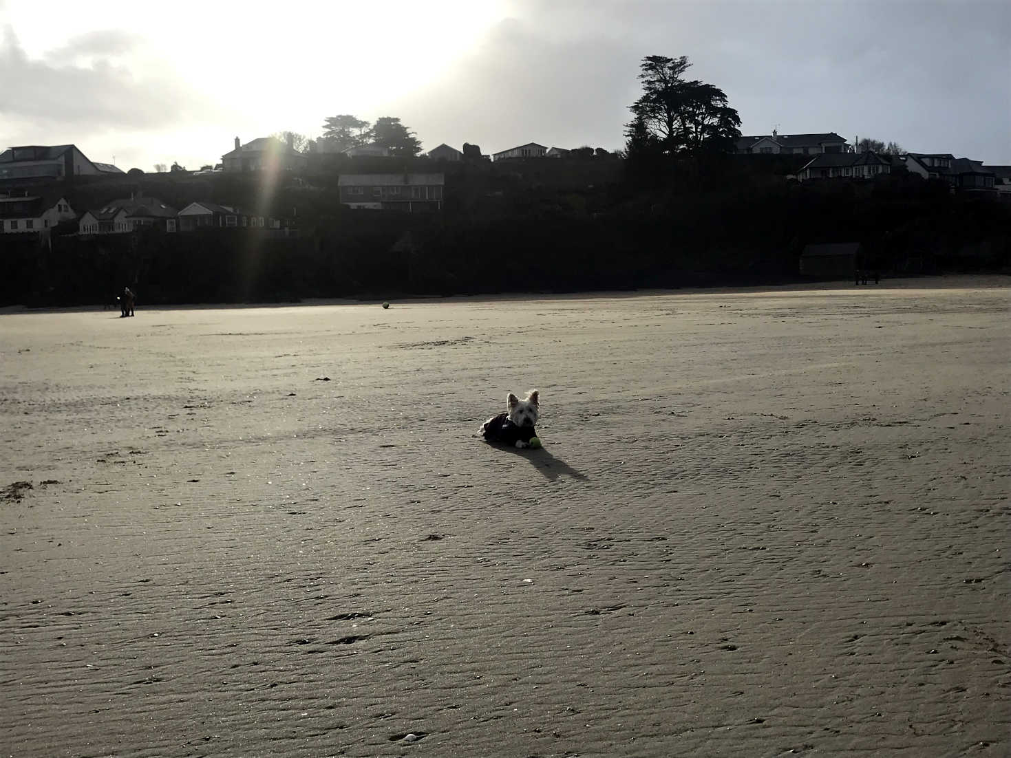 poppy the westie on Abbersoch Bay