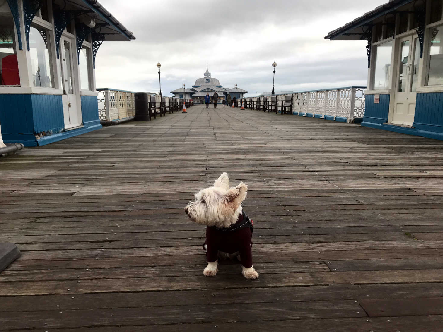 poppy the westie on Llandudno Pier