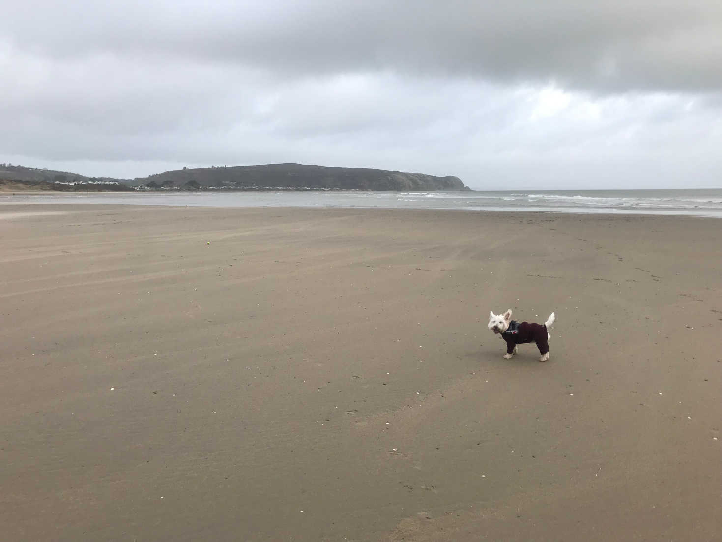 poppy the westie on abersoch beach