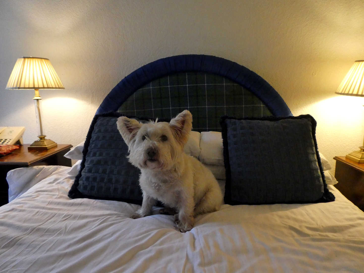 poppy the westie on bed at the atholl arms