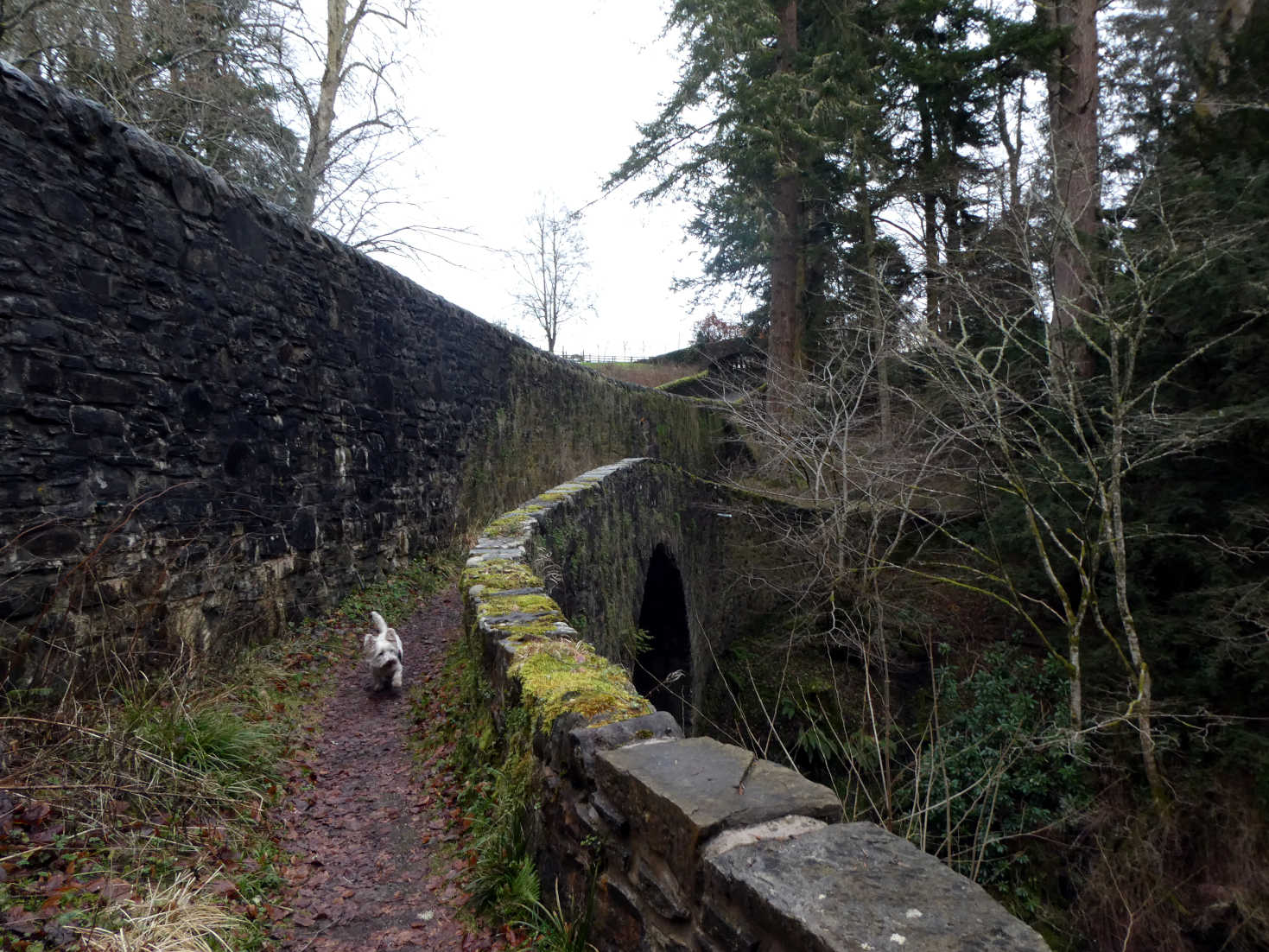 poppy the westie on bridge in dianas grove