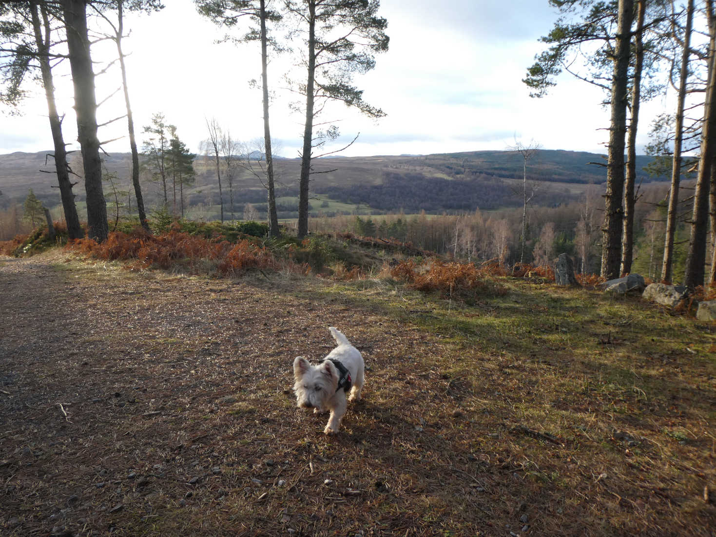 poppy the westie on hills above bruer