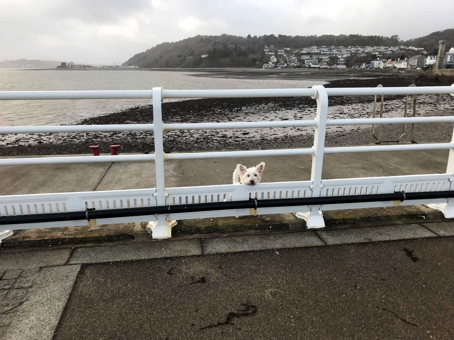 poppy the westie on pier at Beaumaris