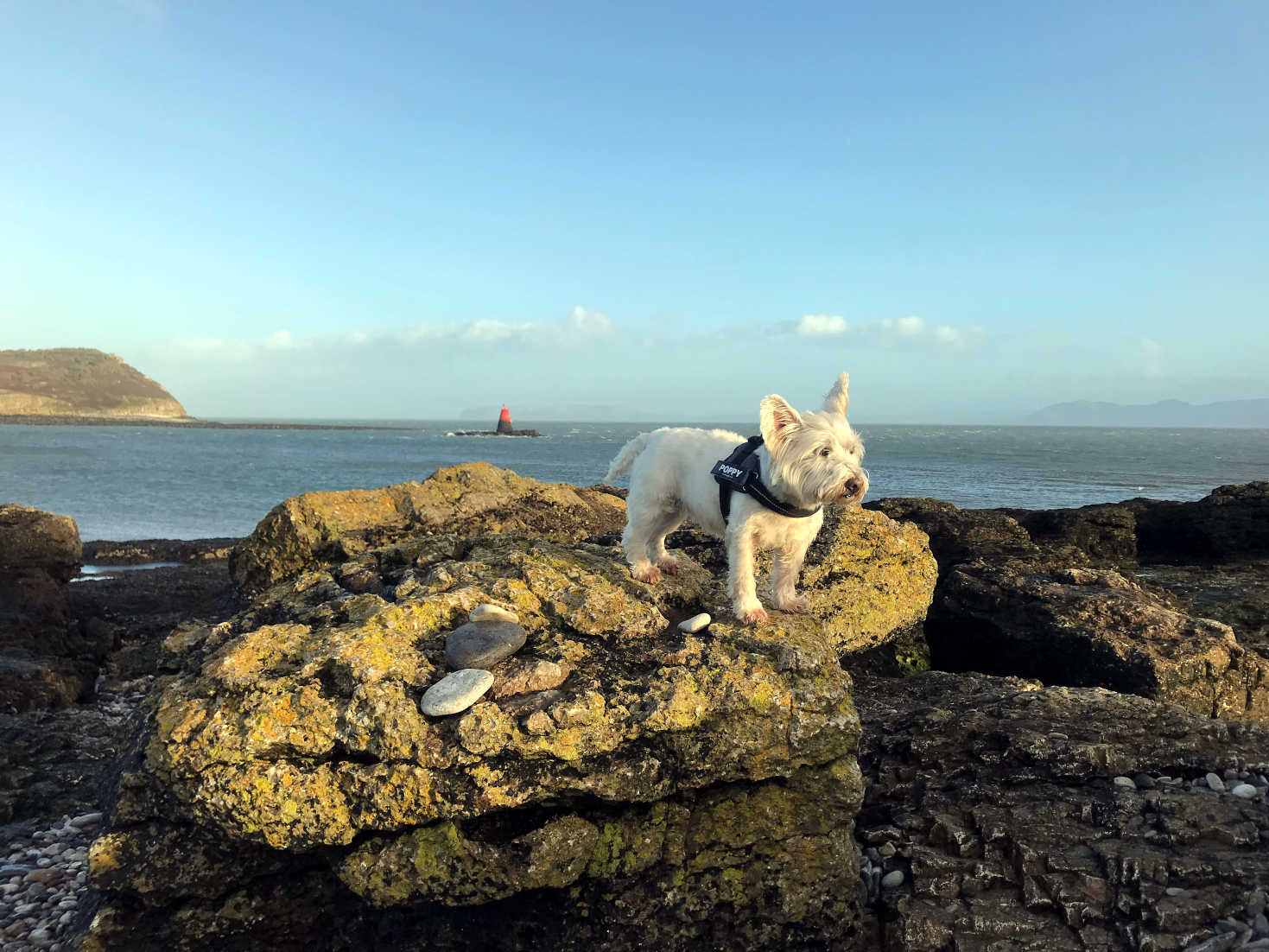 poppy the westie on rocks at Penmon Point