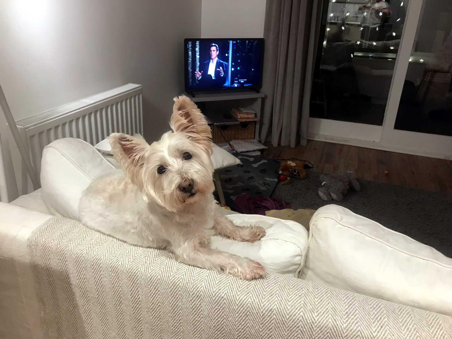 poppy the westie on sofa at cottage in wales