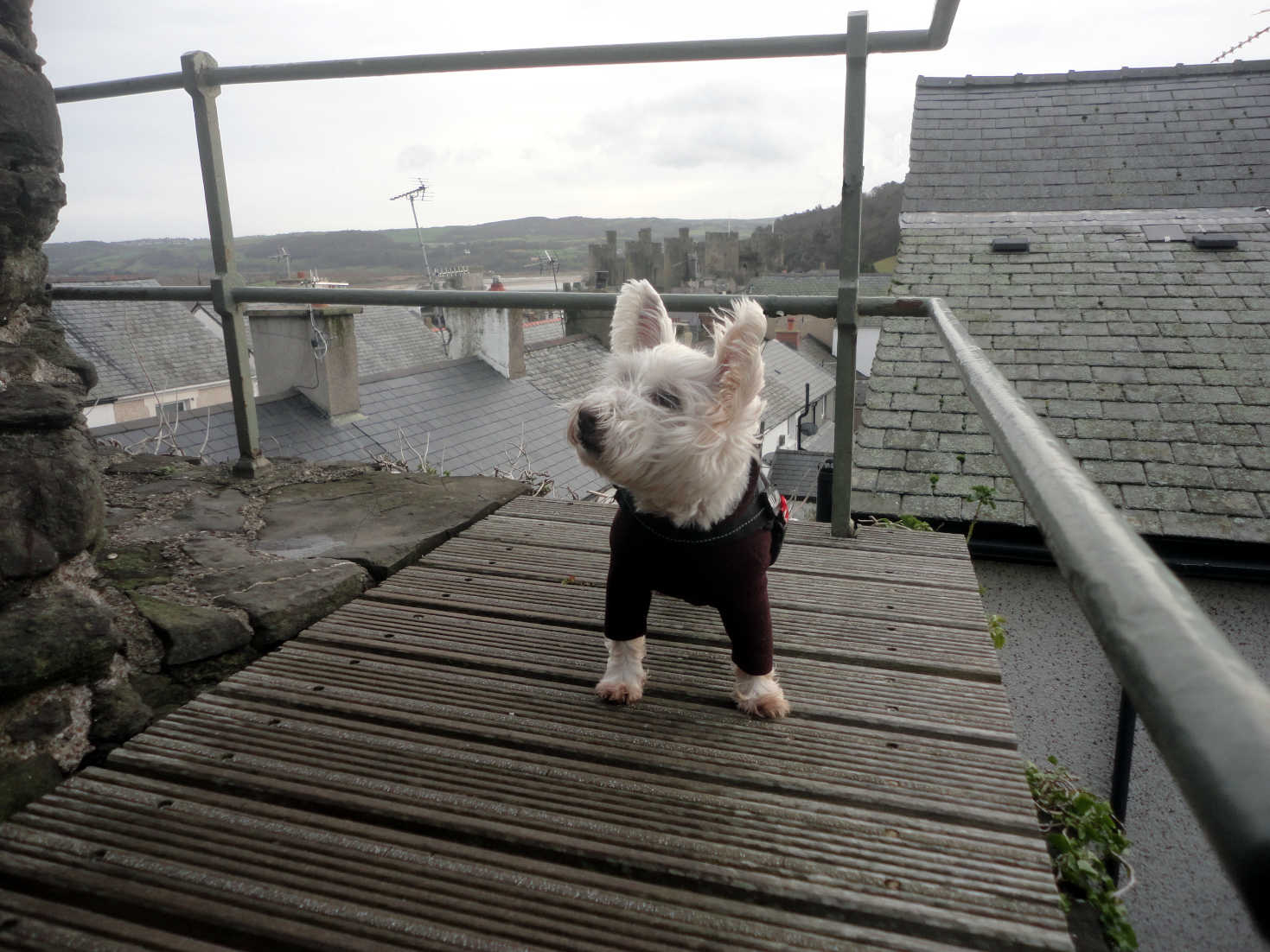 poppy the westie on walls at conwy