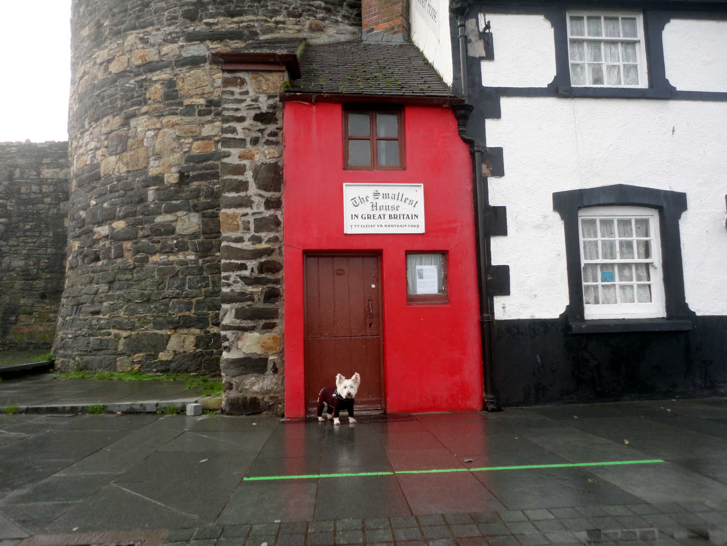 poppy the westie outside smallest house in GB