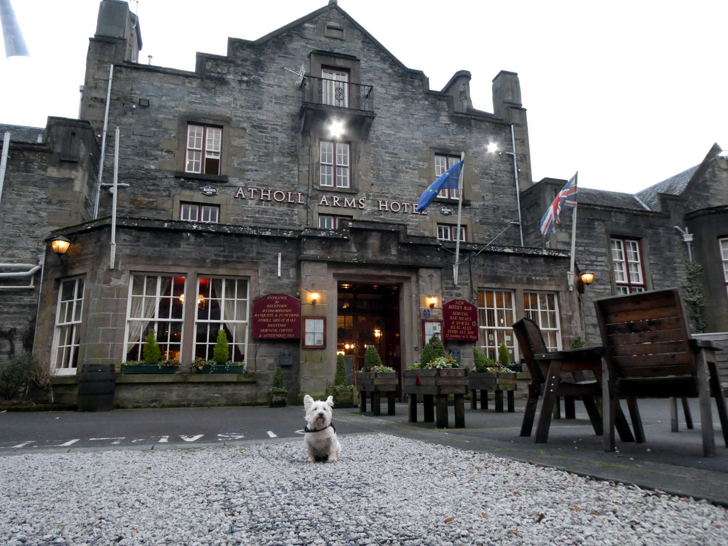 poppy the westie outside the atholl arms blair atholl