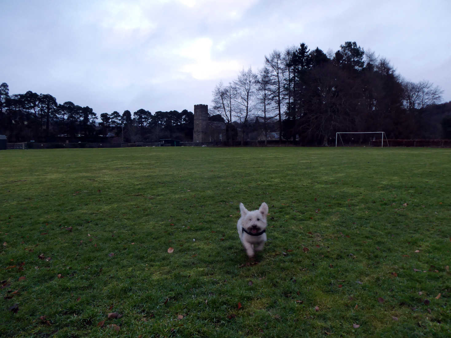 poppy the westie playing ball at blair atholl