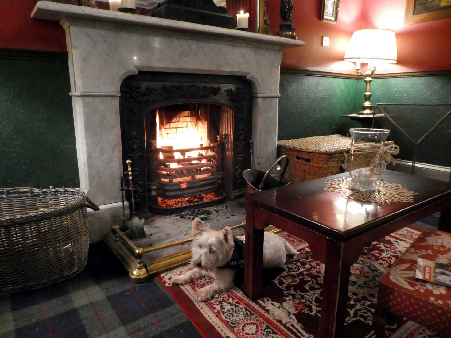 poppy the westie rests at fire in the atholl arms