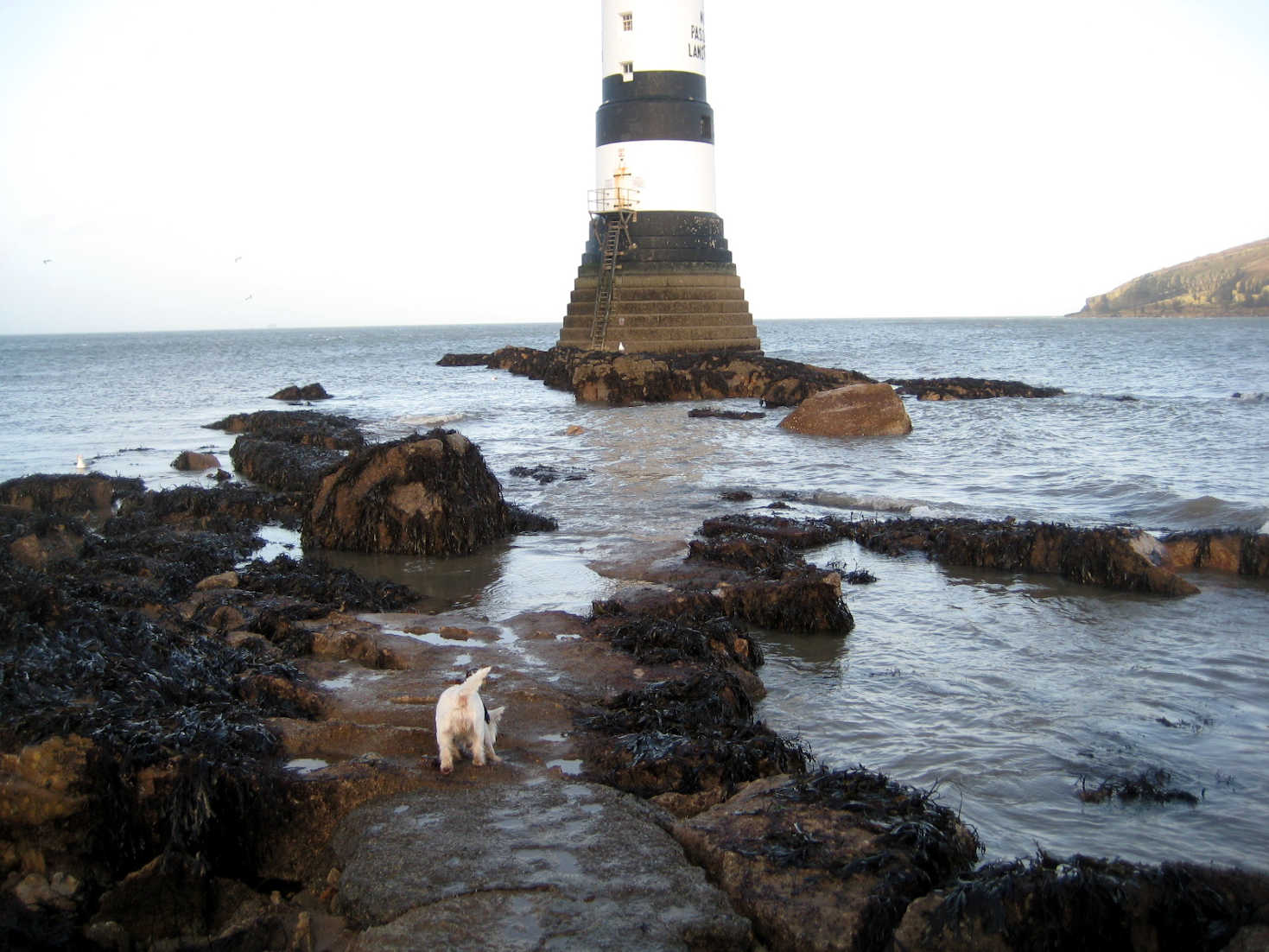 poppy the westie sniffin around at Penmon Point