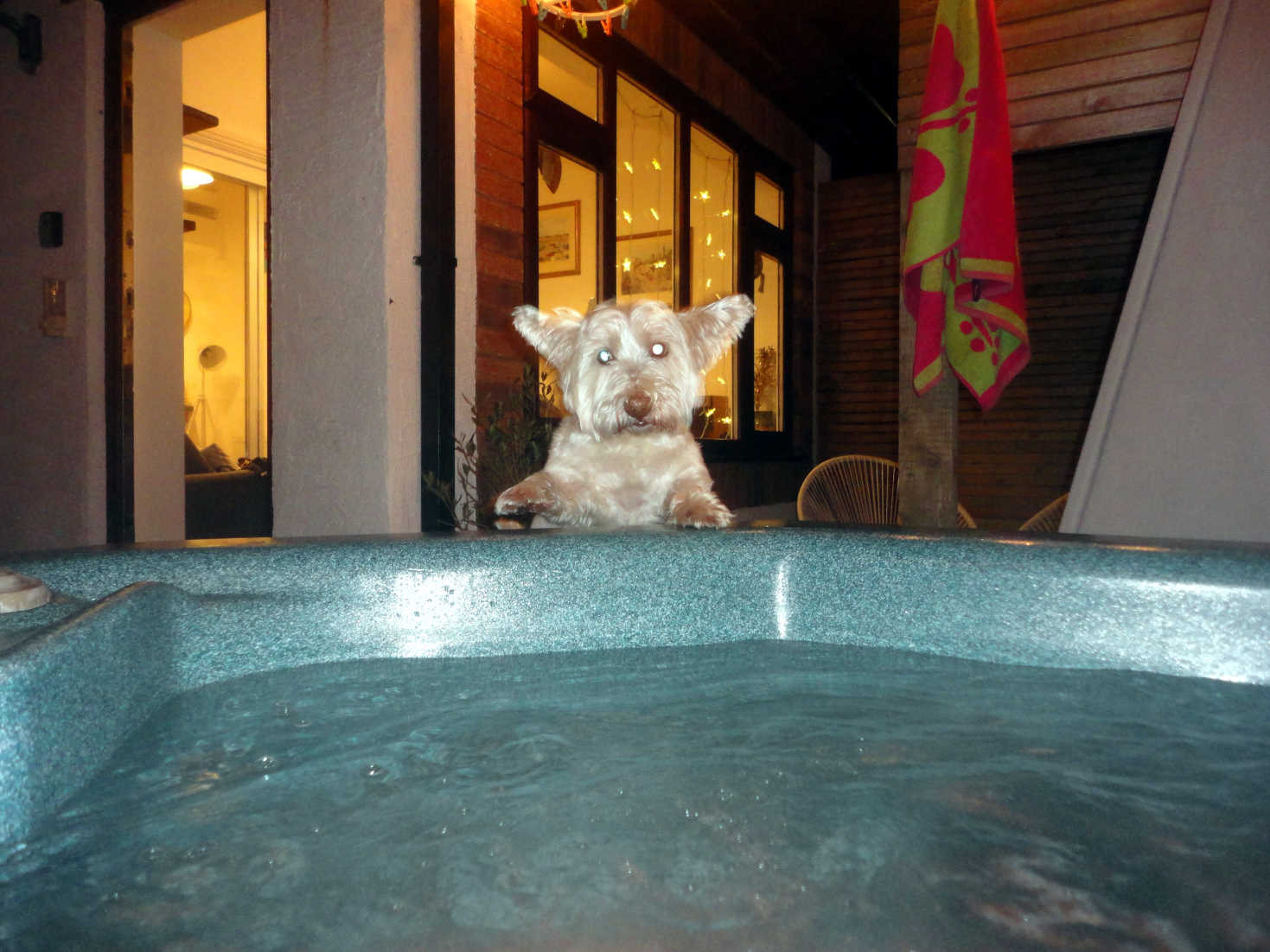 poppy the westie susses out hot tub in wales