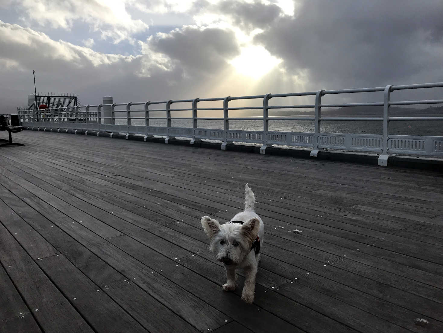 poppy the westie walking the pier at Beaumaris