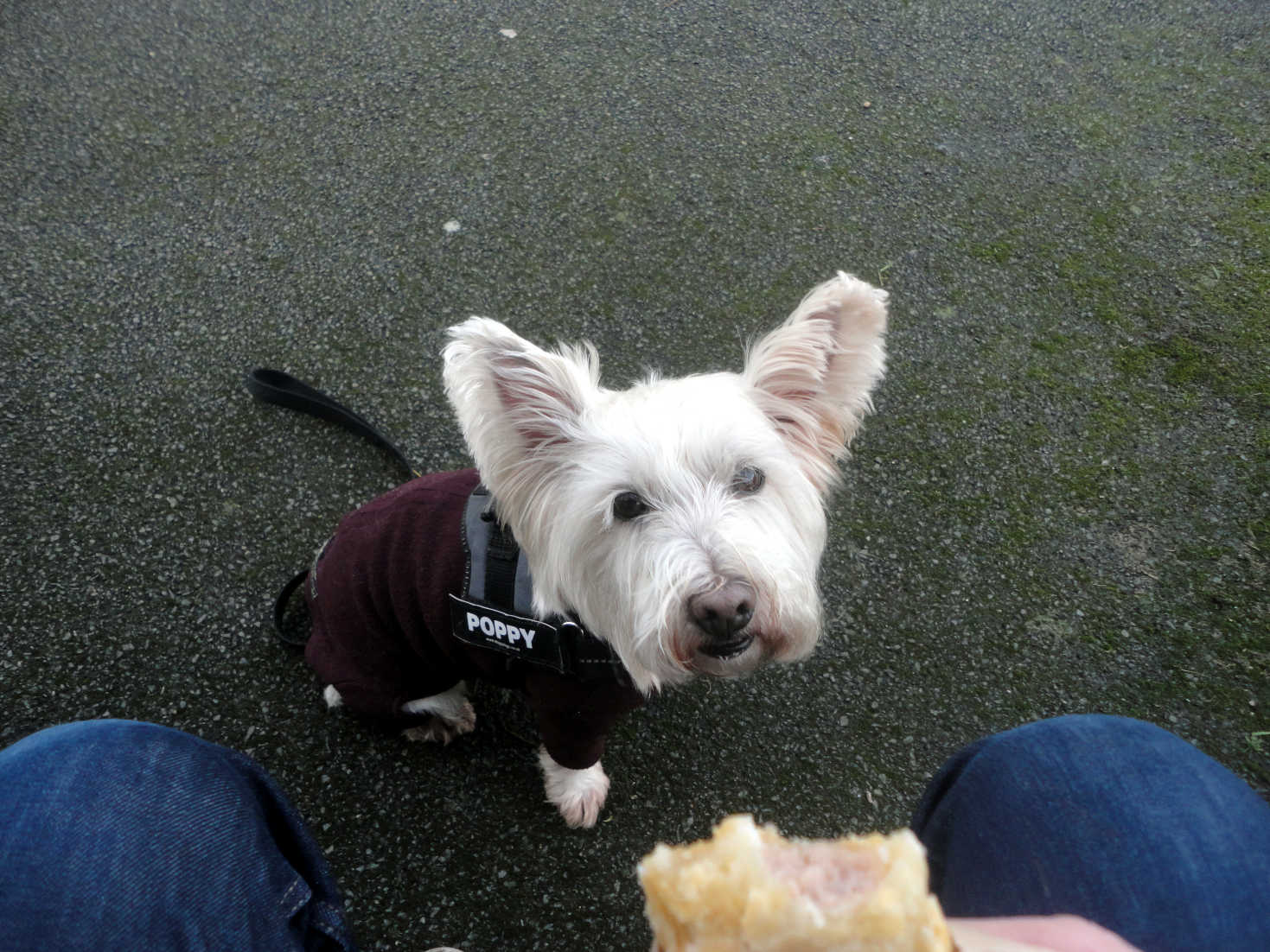 poppy the westie wants a sausage roll in conwy