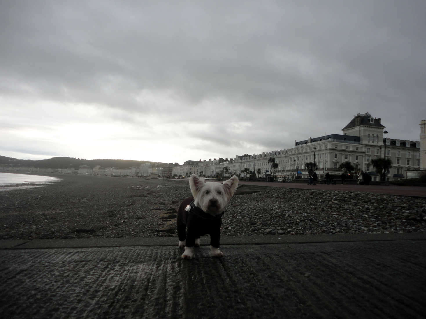 poppy the wetie on Llandudno slipway