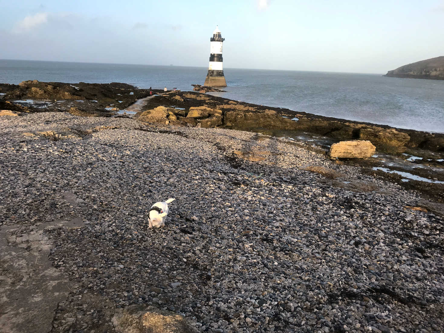 poppysocks on shingle at Penmon Point