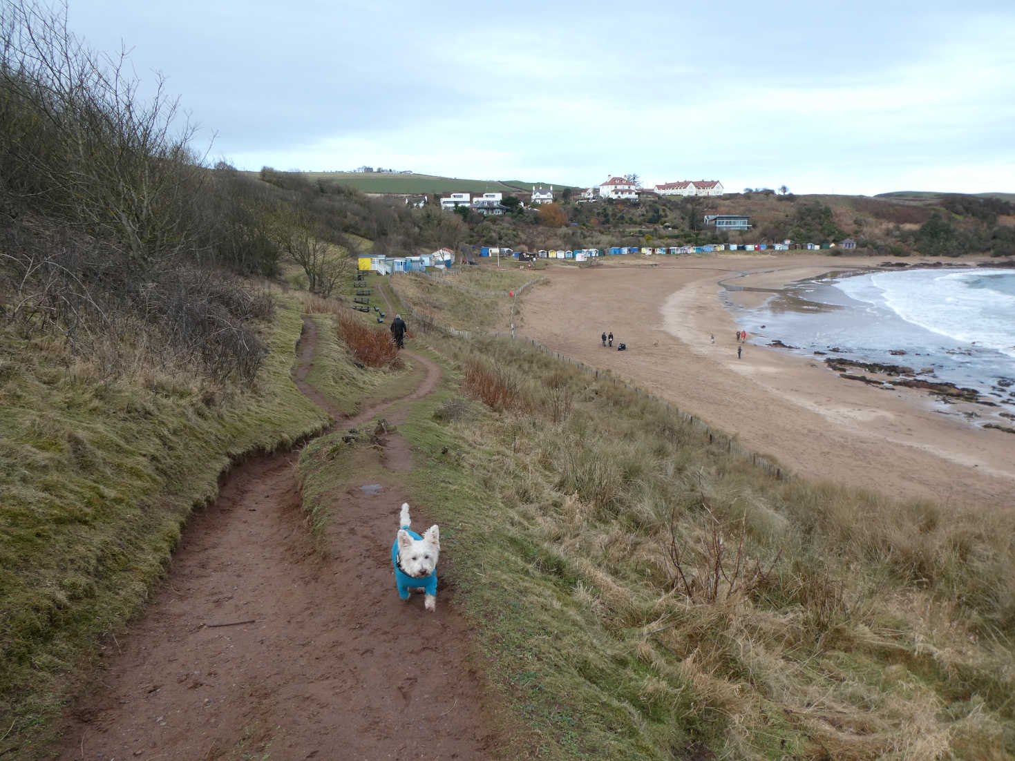 poppy the westie above coldingham bay