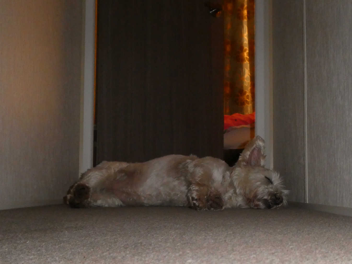 poppy the westie after a long day to st abbs