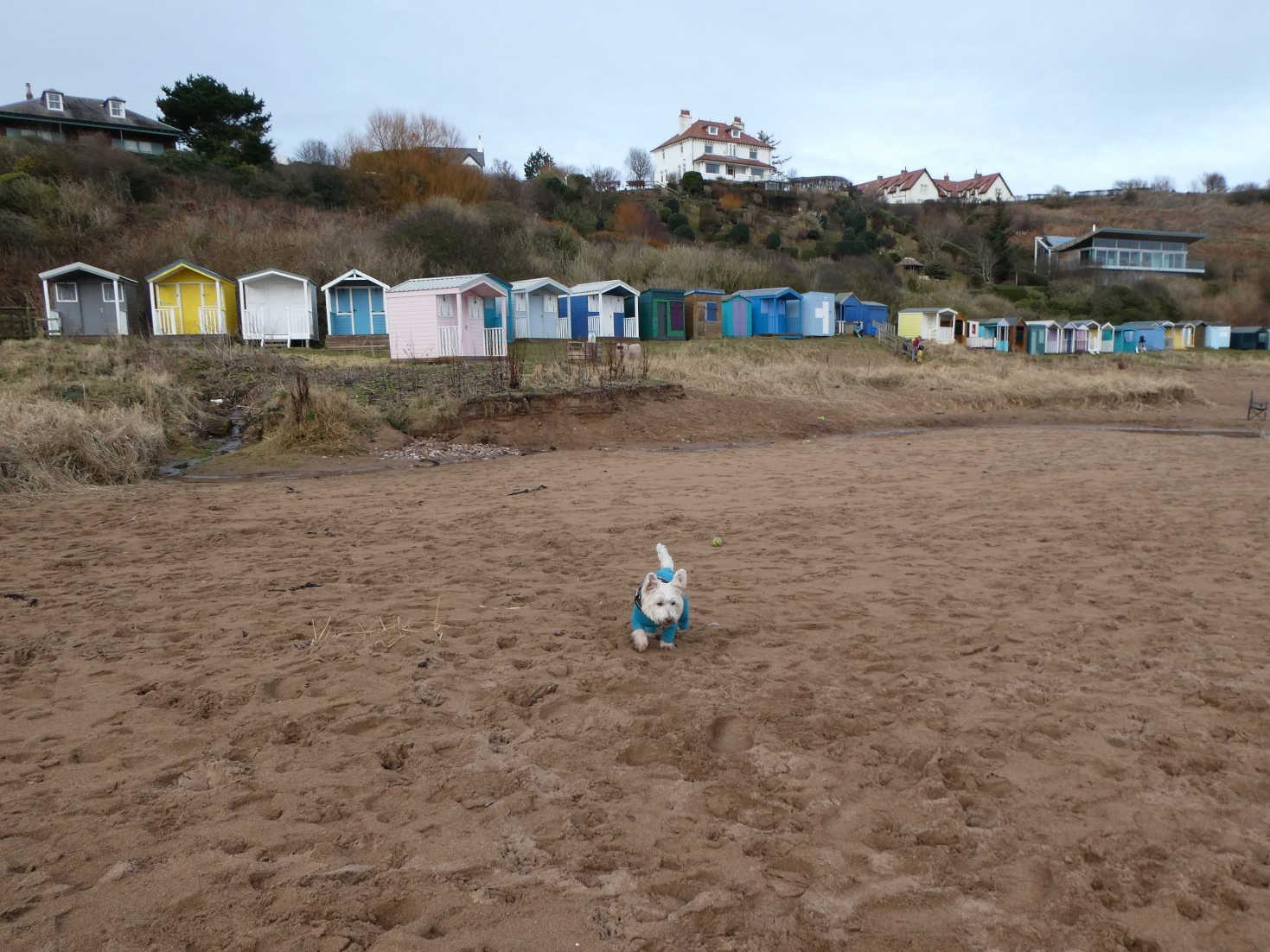 poppy the westie at coldingham bay