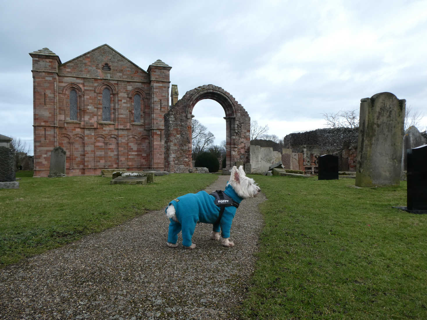 poppy the westie at coldingham priory