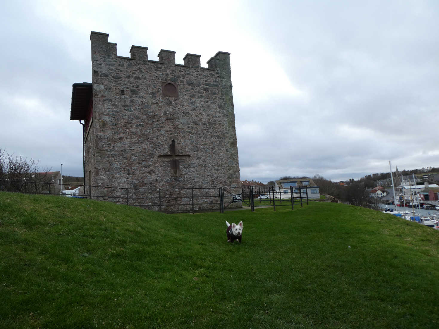 poppy the westie at nisbits tower eyemouth
