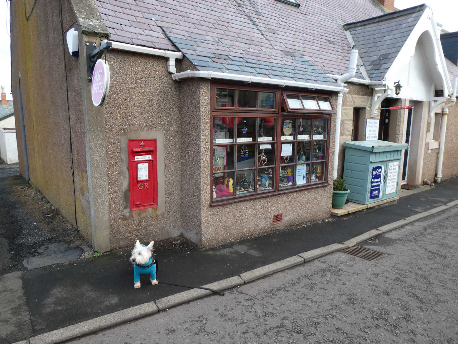 poppy the westie at post office st abbs
