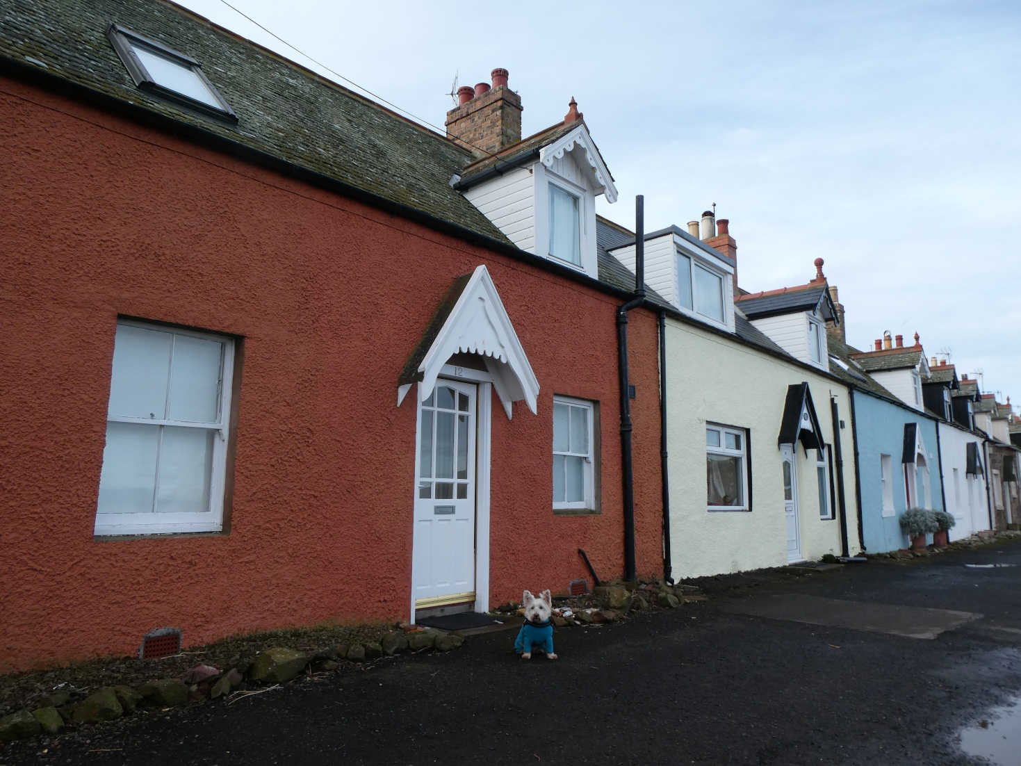 poppy the westie at st abbs