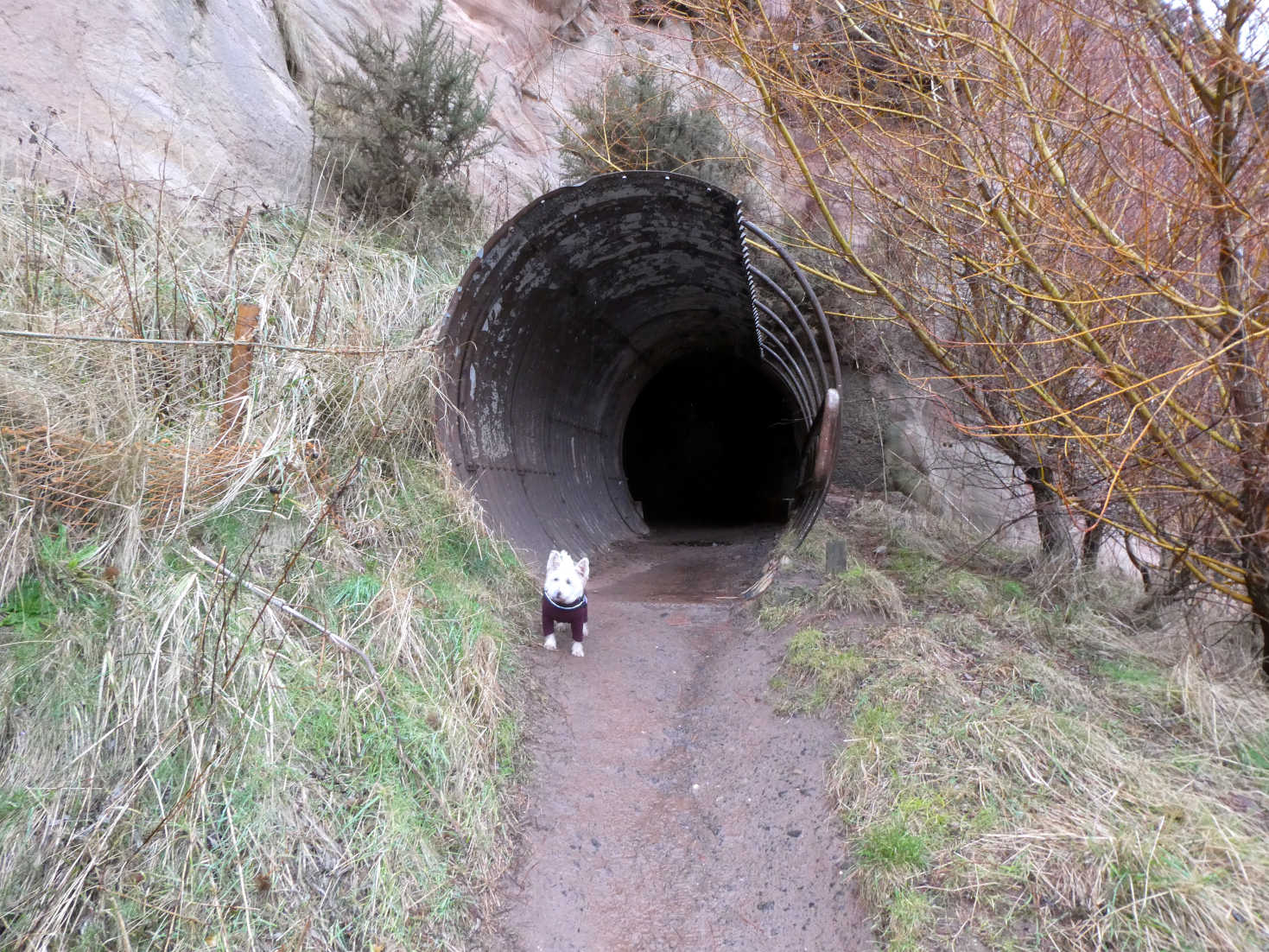 poppy the westie back at the tunnel