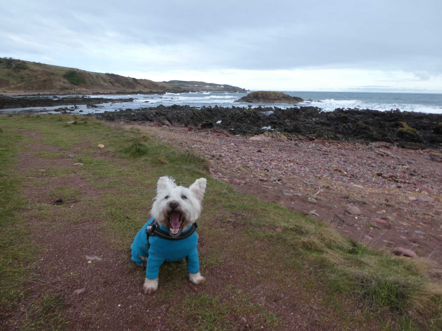 poppy the westie board waiting