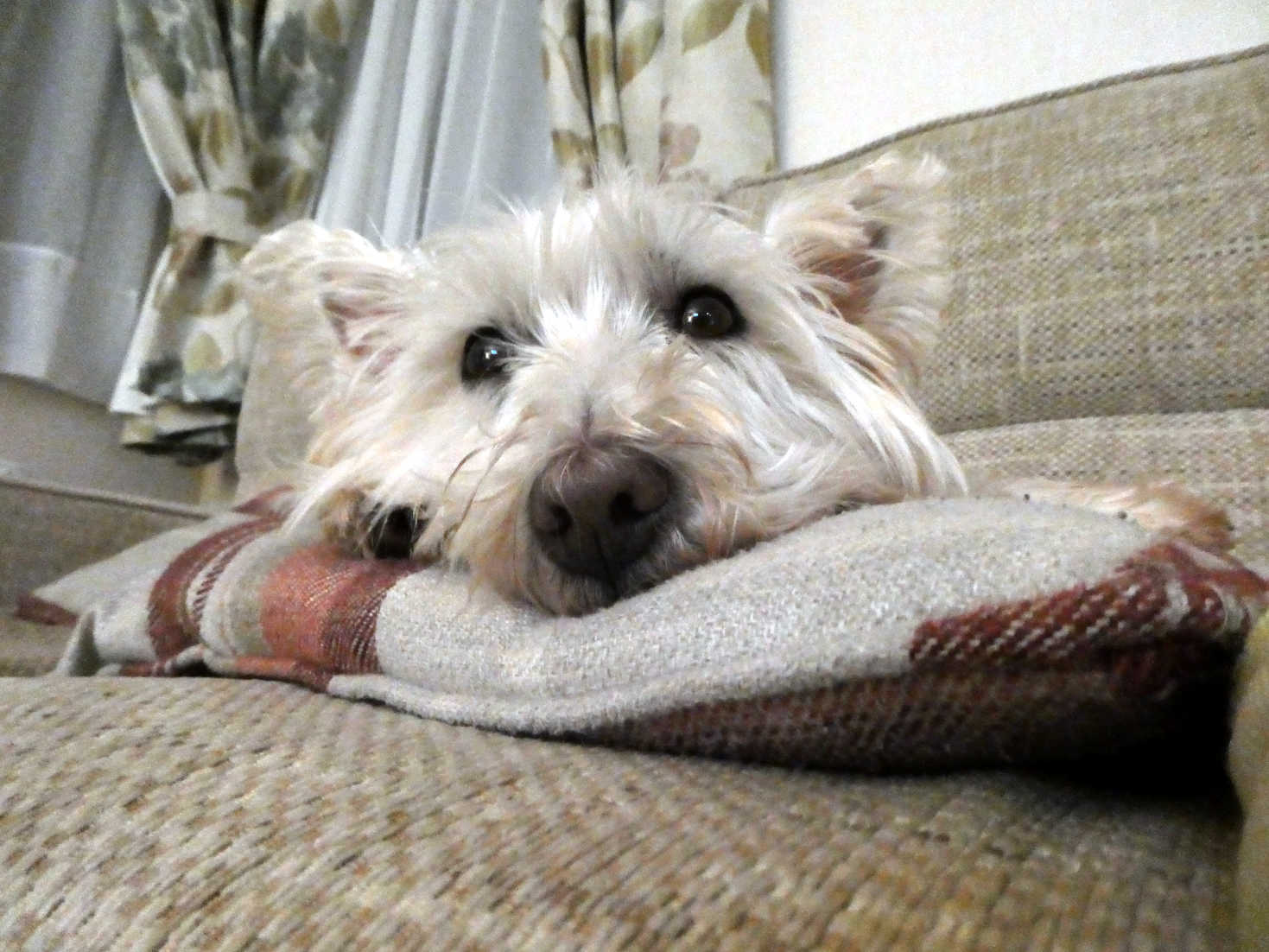 poppy the westie chilling in eyemouth static