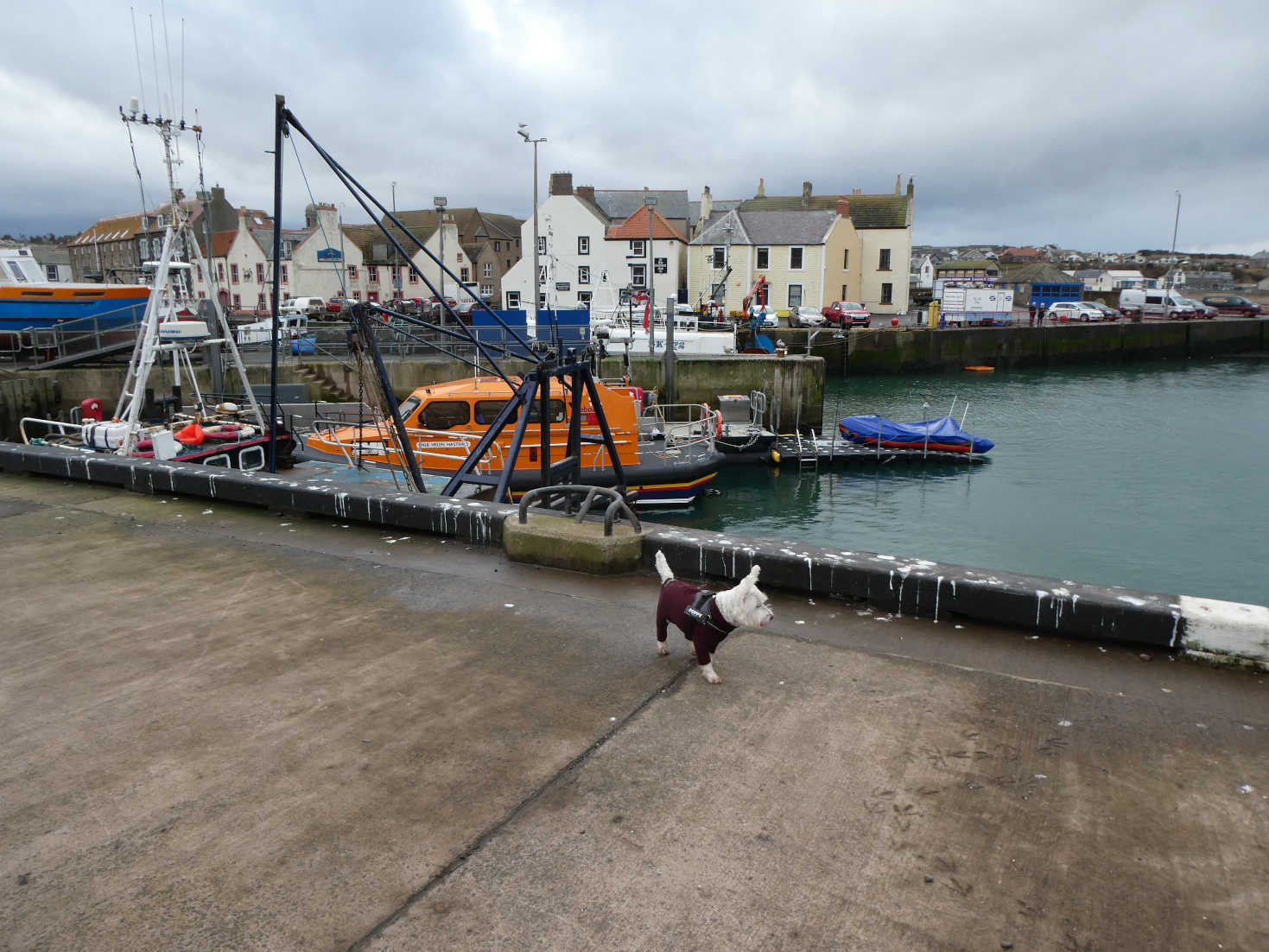 poppy the westie explors eyemouth harbour