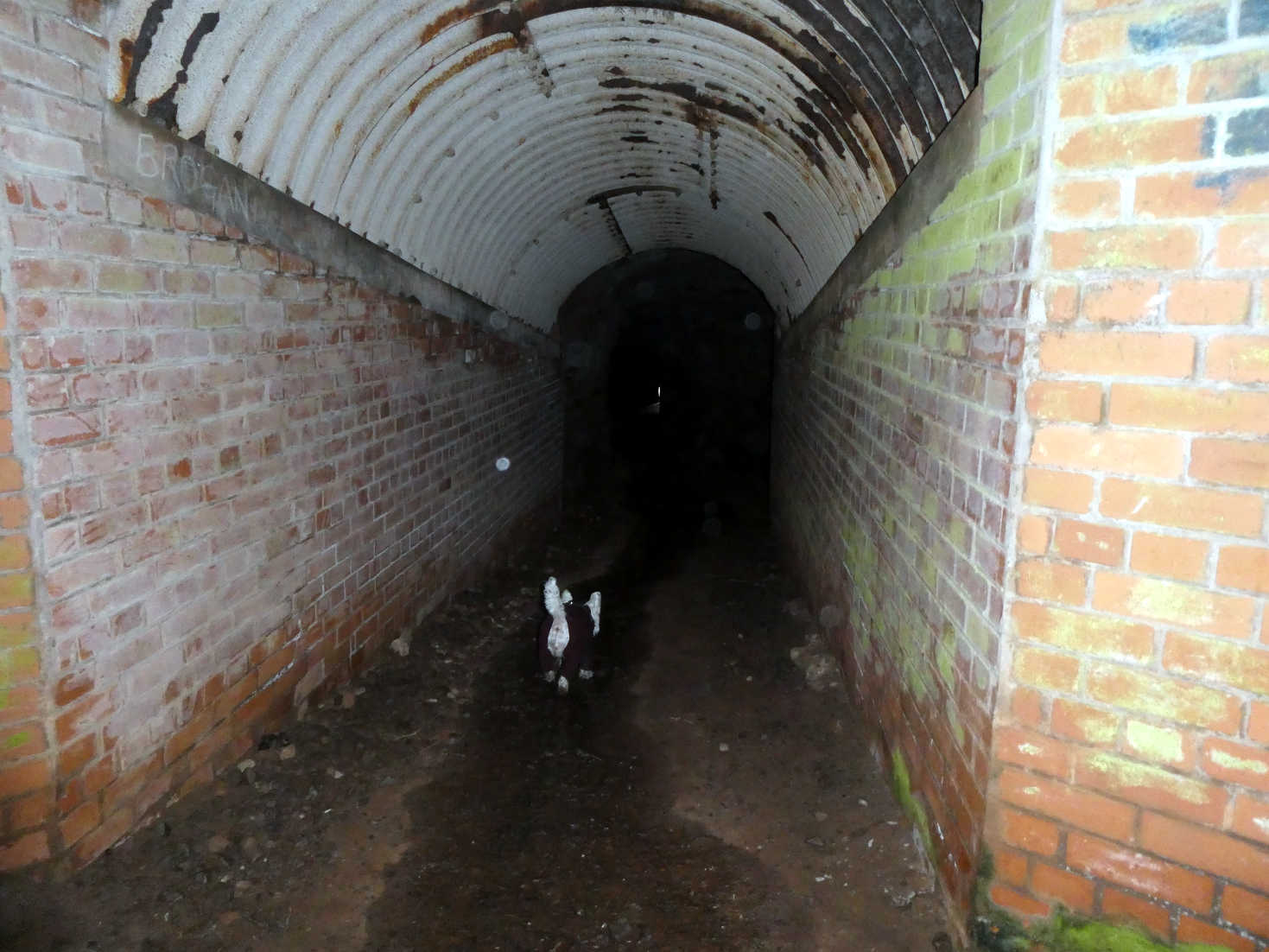 poppy the westie findes light at the end of the tunnel