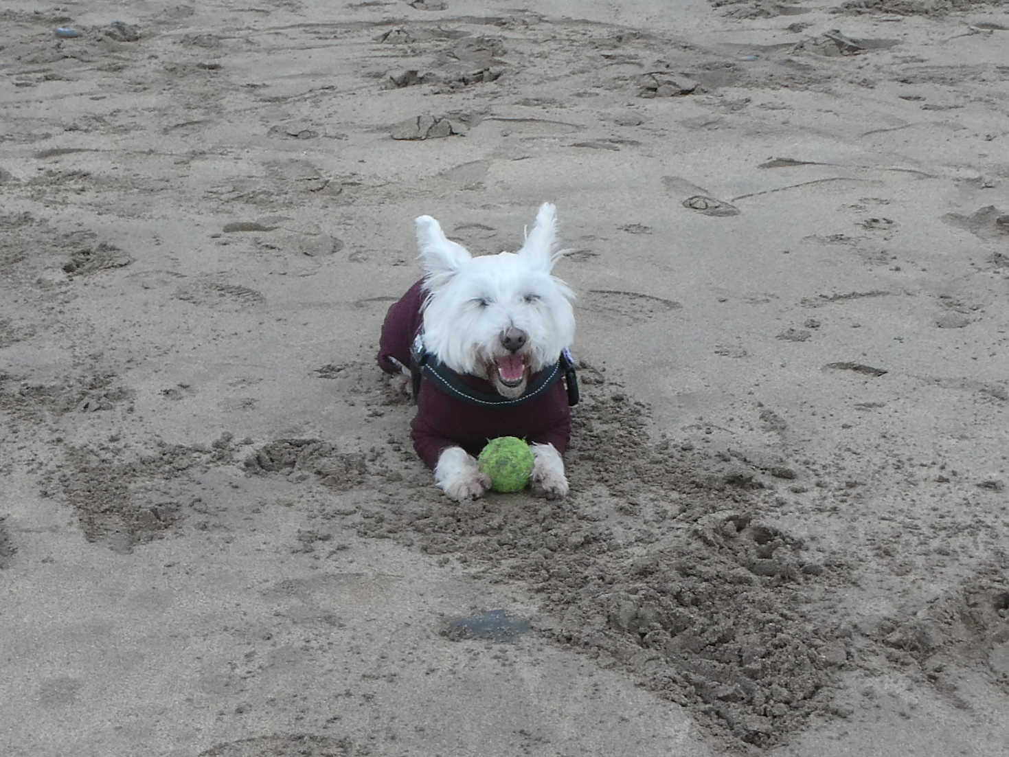 poppy the westie has a rest on eyemouth beach