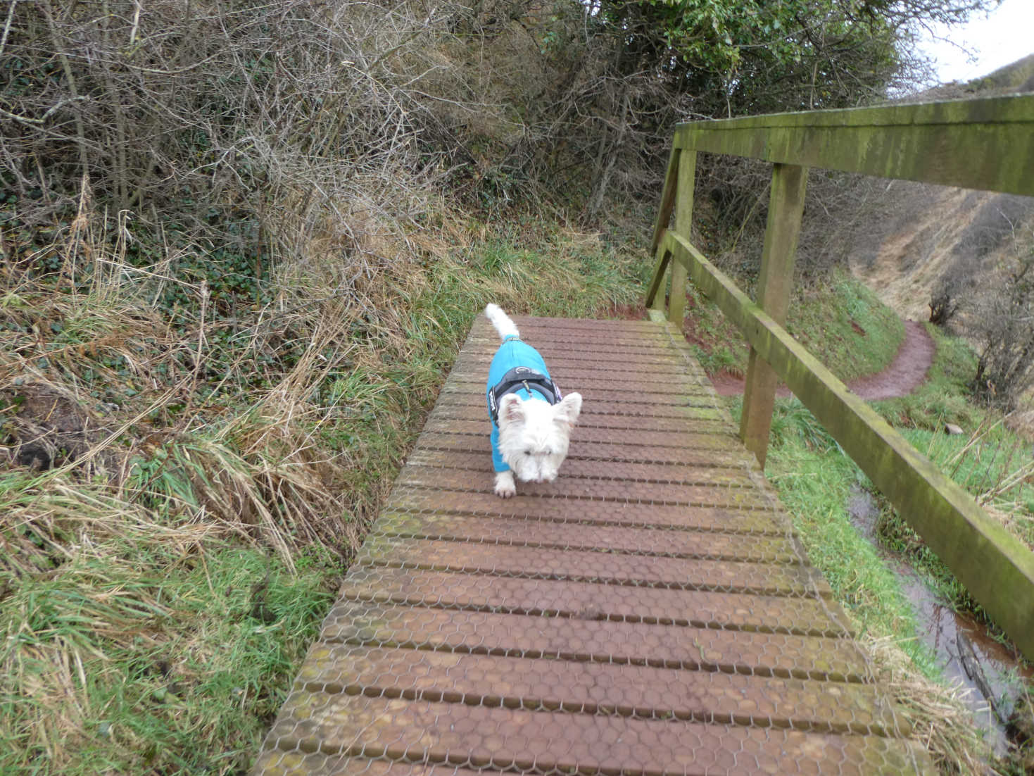 poppy the westie heads down to north sea