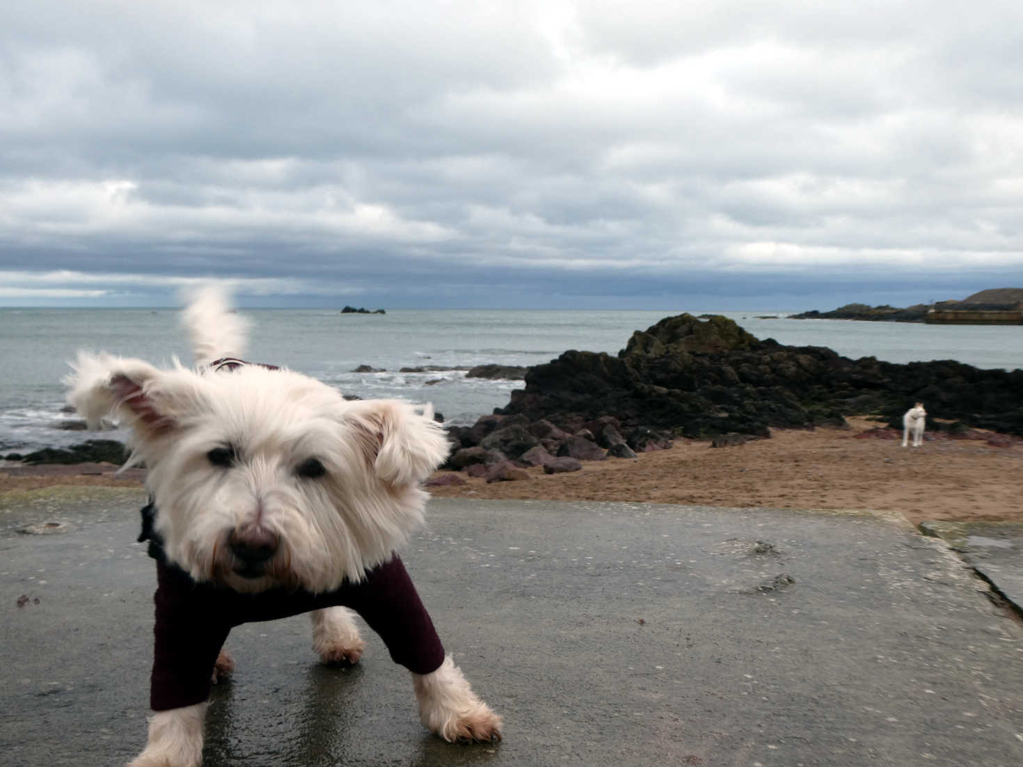 poppy the westie on beach at eyemouth