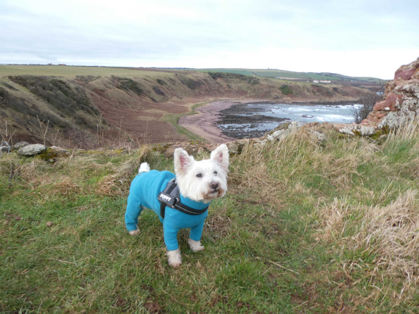poppy the westie on cliff north of eyemouth